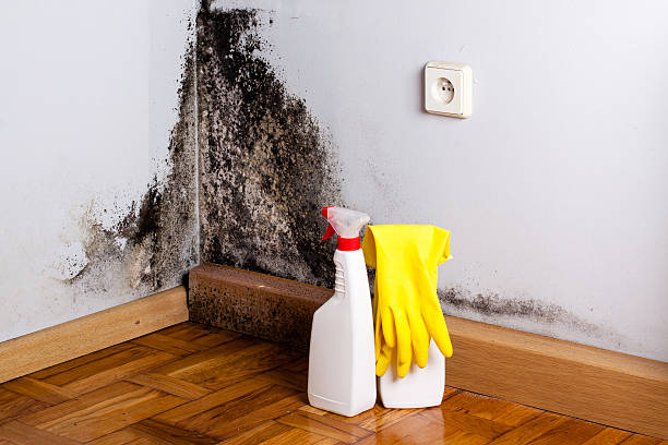 Best Commercial Mold Inspection  in Fayetteville, TN